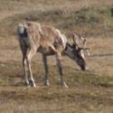 A caribou in the research field.